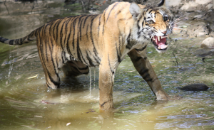 Tiger at Bijrani Forest Zone